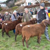 Schafausstellung Braunes Tiroler Bergschaf Tirol (1)